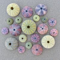 Sea Urchins Wooden Jigsaw Puzzle