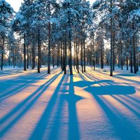 Sunrise in a Winter Forest Wooden Jigsaw Puzzle