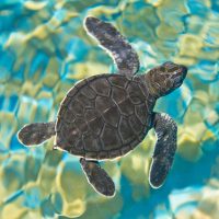 Mosaic Sea Turtle Wooden Jigsaw Puzzle