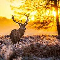 Red Deer at Dawn Wooden Jigsaw Puzzle